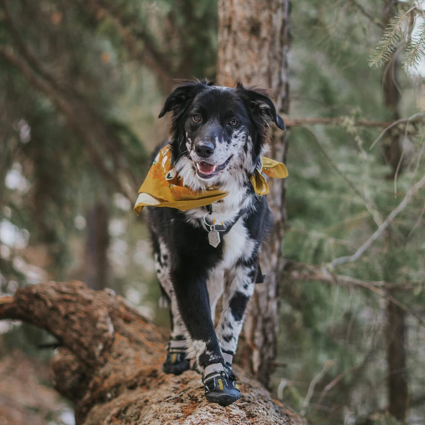 Water Shoes for dogs